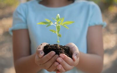 CBD: todo lo que debes saber al respecto del aceite de cannabis
