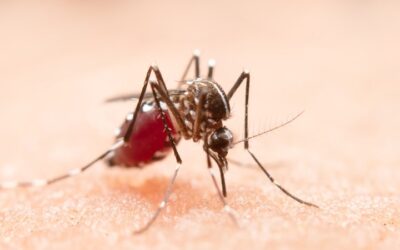 Aumento de dengue en Latinoamerica ¿Cómo podemos cuidarnos?