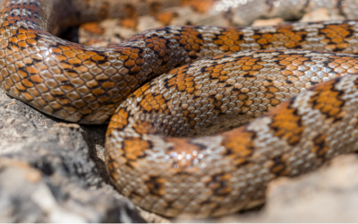 Mordedura de serpiente: lo que debes hacer para salvar tu vida