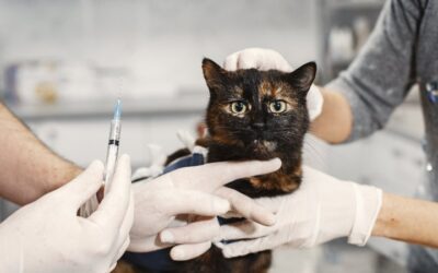 Descubre cómo hacer para clonar a tu mascota, para siempre
