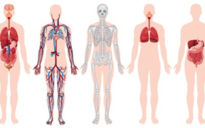 Nervio vago: el más largo y uno de los más importantes del cuerpo humano