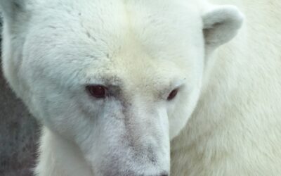 El calentamiento global podría ser irreversible, según la misión del Ártico
