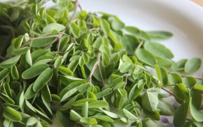 Moringa: Propiedades, beneficios y contraindicaciones