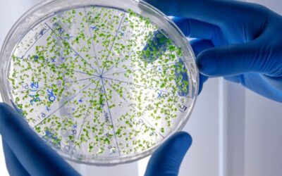 Mucormicosis: infección de hongos por abuso de esteroides y antibióticos