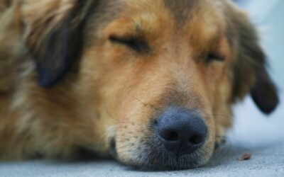 Los perros distinguen los idiomas