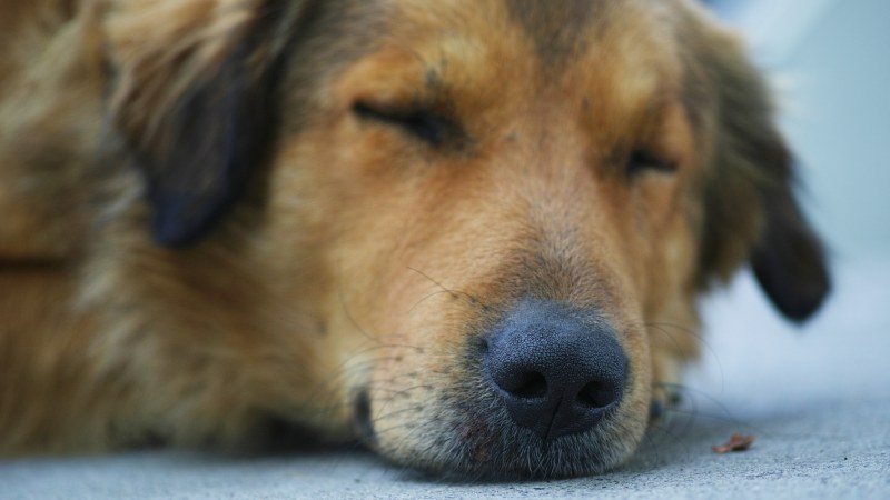 Estados Unidos prohíbe entrada de perros foráneos por virus de la rabia