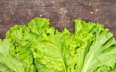 Lechuga y sus múltiples beneficios para el cuerpo humano