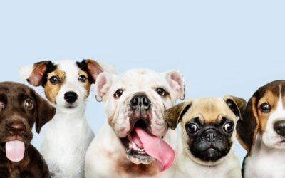 Turquía alberga al proteccionista de animales que fabrica prótesis