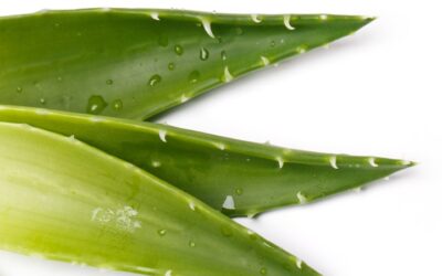 Aloe vera: usos y proliferación en verano gracias a playas y piscinas