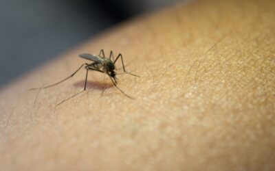 Pulseras para repeler a los mosquitos: ¿una estafa?
