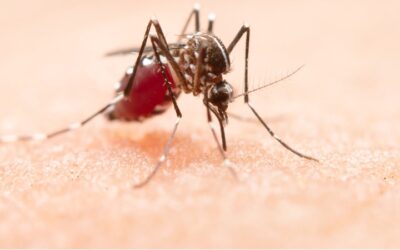 Virus del Nilo, riesgos y cómo prevenir la picadura del mosquito