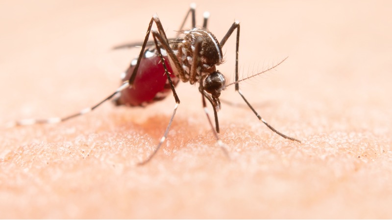Virus del Nilo, riesgos y cómo prevenir la picadura del mosquito