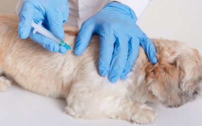 Primera vacuna contra el covid-19 en animales es probada en una gata rusa