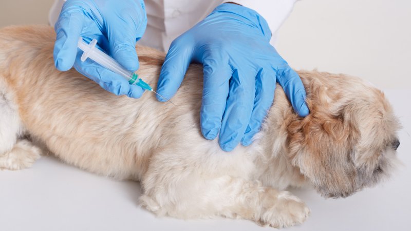 Primera vacuna contra el covid-19 en animales es probada en una gata rusa