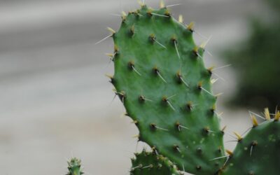 El nopal: conoce los beneficios que aporta para nuestra piel