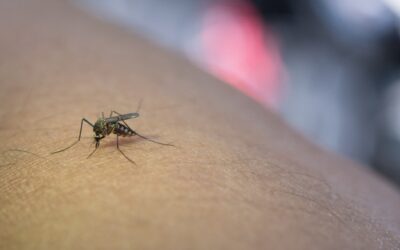 ¿Fiebre amarilla en Venezuela?
