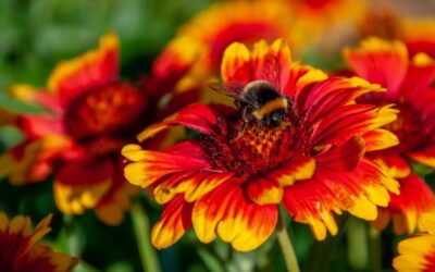 Miel de flores silvestres: Beneficios para la salud
