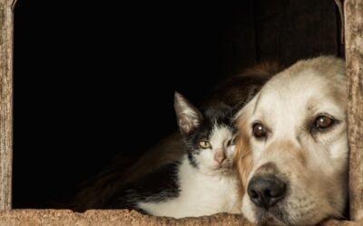 Cáncer de mama en perros y gatos: ¿Sí es posible?