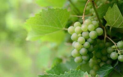 Uvas y sus beneficios: conoce la carga nutritiva de esta deliciosa fruta