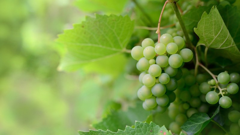 uvas y sus beneficios