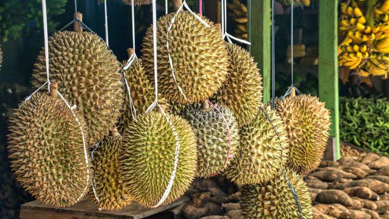 durian fruta 2