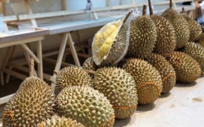 Durian: fruta de fuerte olor, pero super nutritiva
