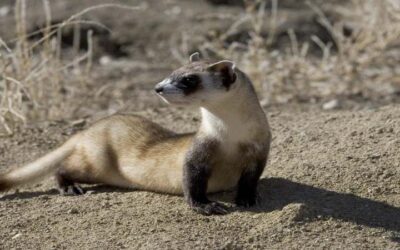 ¿Los animales salvajes contagian el virus Covid-19?
