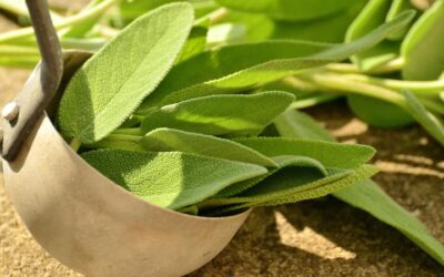 Tips para saber usar hojas de salvia en la cocina