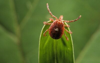 Síndrome alfa-gal: alergia a la carne y productos de origen animal