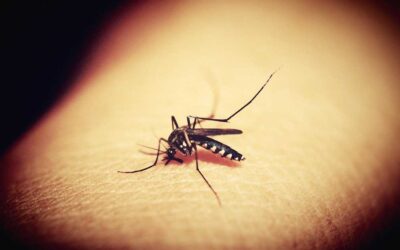 El Dengue | ¿Cómo diagnosticarlo?