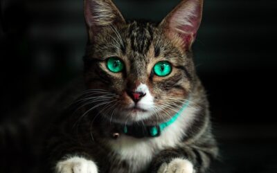 Datos curiosos de los gatos que no sabías
