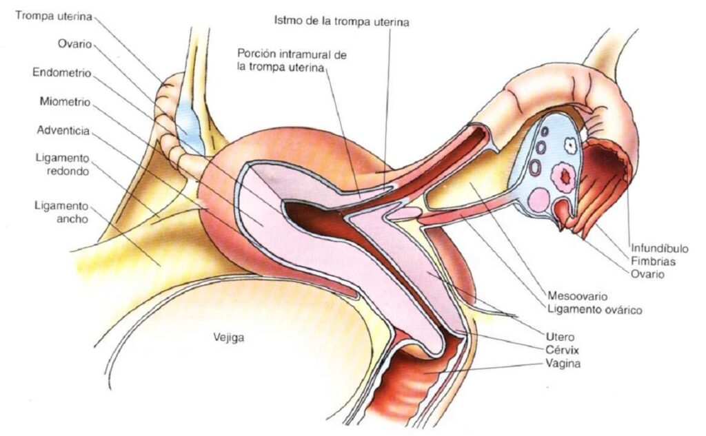 sangrado genital
