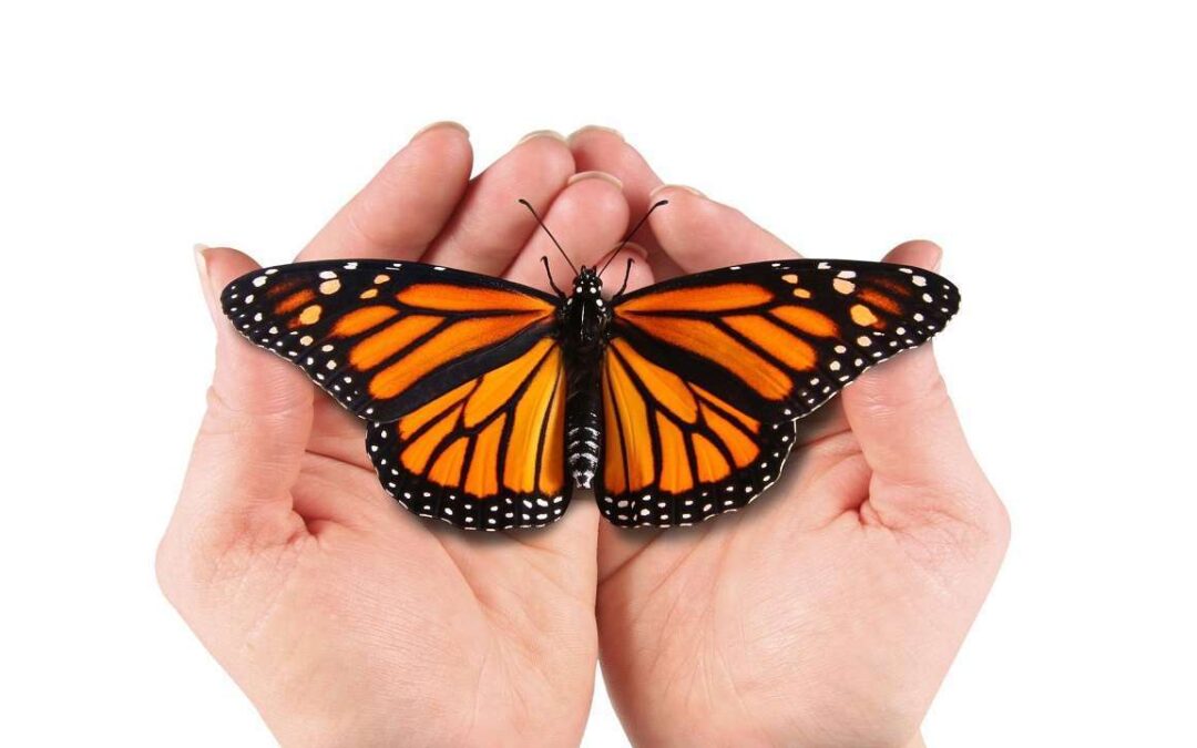 La mariposa en miras de la transformación
