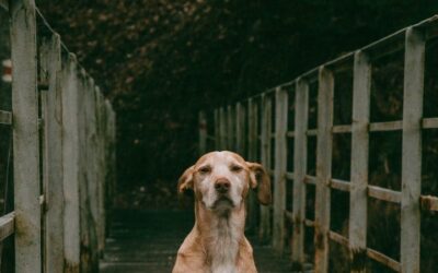 ¿Cómo denunciar el maltrato animal en Venezuela?