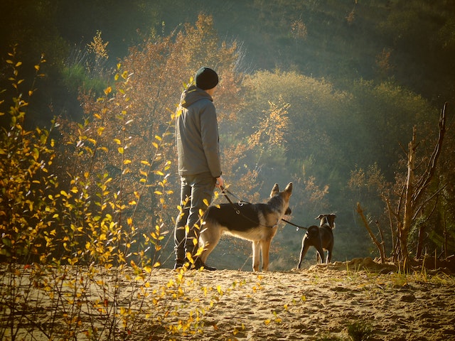 perros de apoyo emocional