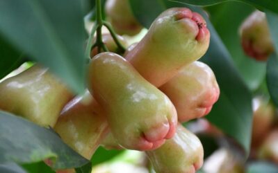 Pomarrosa: qué es y sus grandiosos beneficios para la salud