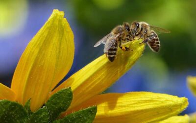Conoce los beneficios de la apiterapia | Medicina natural que viene de las abejas