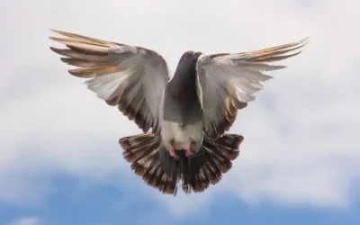 ¿Sabías que existe un virus de las palomas zombis?