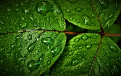 Tendencia: beneficios del agua de clorofila