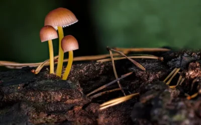 Un hongo letal de plantas que ataca a los humanos: todo lo que deberías saber para protegerte