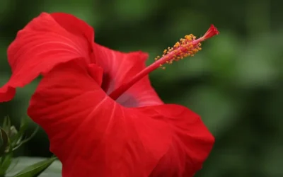 Tinte para el cabello con flor de hibisco