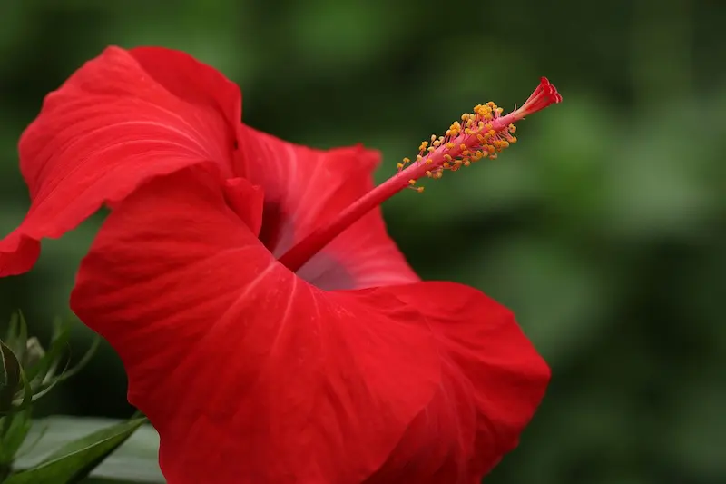 flor de hibisco