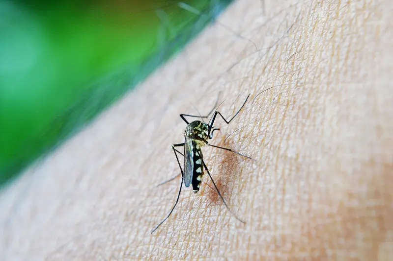 Hablemos de dengue