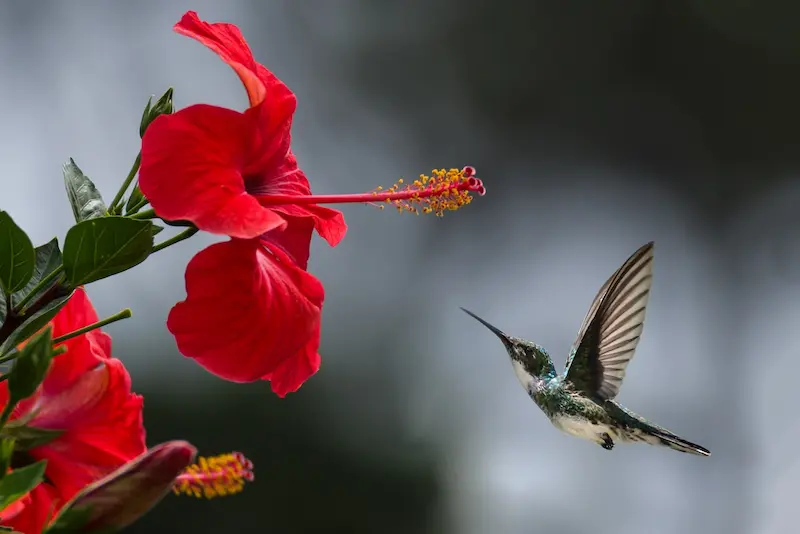 flor de hibisco 2