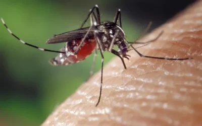 Picadura de mosquitos: por qué y a quienes lo hacen