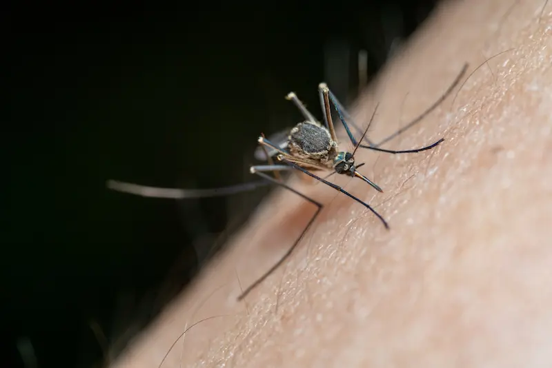 mosquitos 2