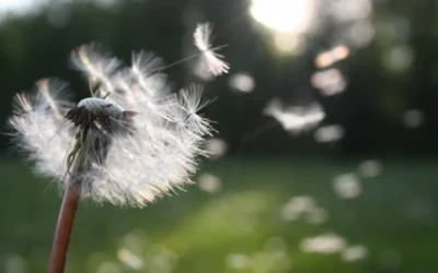 ¿Tomar té de diente de león por las mañanas?, preparate para sus excelentes beneficios para la salud