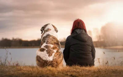 Cáncer de mamas en mascotas ¿qué puedo hacer?