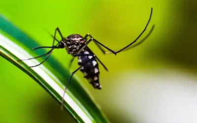 Instan a colocar primera vacuna contra el Dengue a niños en Latinoamérica