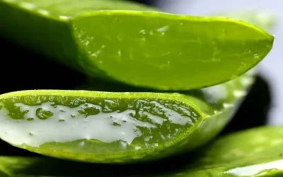 El aloe vera, más que una hierba milagrosa